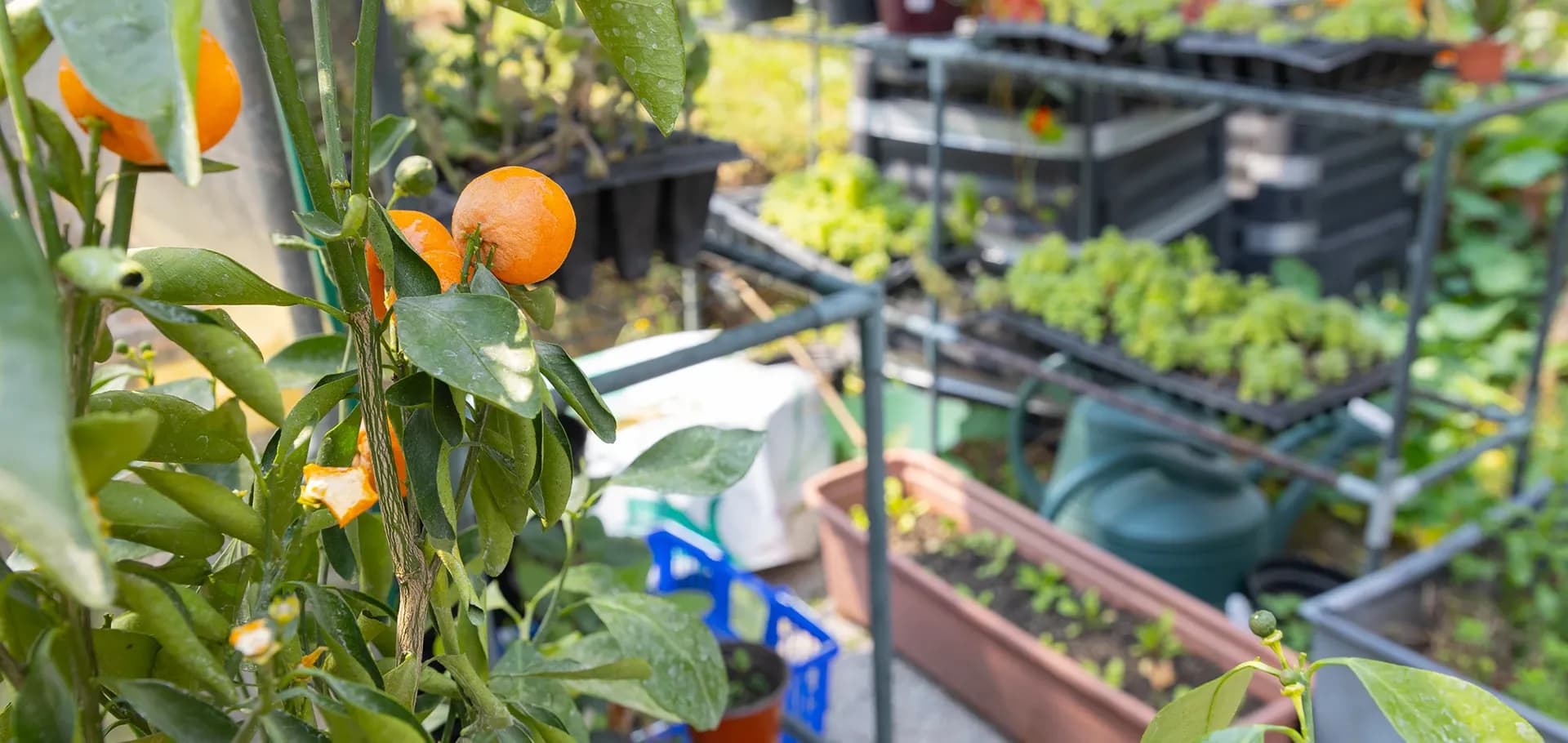 Huerto Ibero José de Acosta S.J.